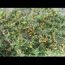 Die Japanische Wollmispel